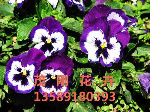 ɫl